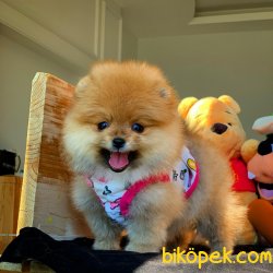 teddy face pomeranianlar 4