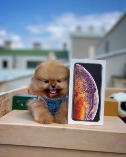 Teacup En Mini Boy Yavrularımız 1