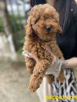 Elizabeth Beagle Orjinal Safkan Kısa Bacak Fenotip 4
