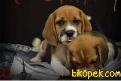 Dişi Erkek Elizabeth Beagle Yavrular 1