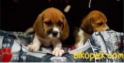 Dişi Erkek Elizabeth Beagle Yavrular 4