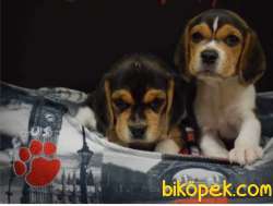 Dişi Erkek Elizabeth Beagle Yavrular 5