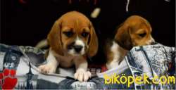Dişi Erkek Elizabeth Beagle Yavrular 3