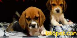 Dişi Erkek Elizabeth Beagle Yavrular 2