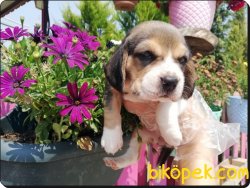 Elizabeth Beagle Yavruları 2