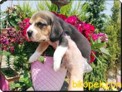 Elizabeth Beagle Yavruları 5