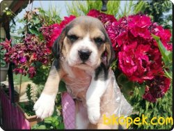 Elizabeth Beagle Yavruları 4