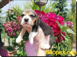 Elizabeth Beagle Yavruları 3