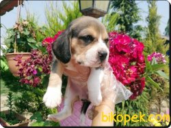 Elizabeth Beagle Yavruları 1