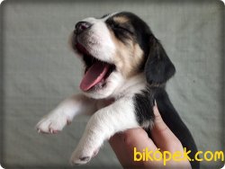 Elizabeth Beagle Yavruları 3