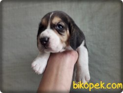 Elizabeth Beagle Yavruları 2