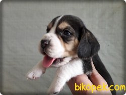 Elizabeth Beagle Yavruları 1
