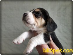 Elizabeth Beagle Yavruları 4