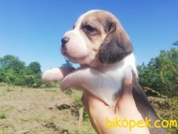 Elizabeth Beagle Yavruları Bursa 1