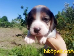 Elizabeth Beagle Yavruları Bursa 4