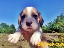 Elizabeth Beagle Yavruları Bursa 2