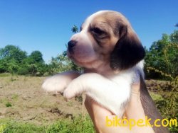 Elizabeth Beagle Yavruları Bursa 3