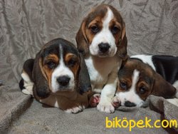 Elizabeth Beagle Yavrularımız 1