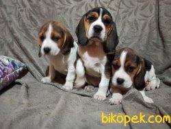 Elizabeth Beagle Yavrularımız 3