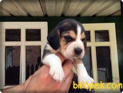 Elizabeth Beagle Yavrularımız Için Arayınız 4