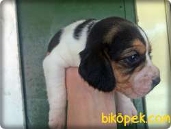 Elizabeth Beagle Yavrularımız Için Arayınız 3