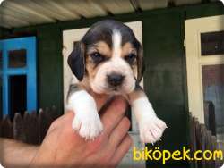 Elizabeth Beagle Yavrularımız Için Arayınız 1