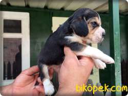 Elizabeth Beagle Yavrularımız Için Arayınız 2