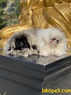 Emperyel Pekignese Orjinal Show Kalite Köpeklerimiz 2