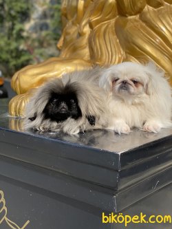 Emperyel Pekignese Orjinal Show Kalite Köpeklerimiz 4