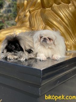 Emperyel Pekignese Orjinal Show Kalite Köpeklerimiz 1