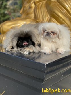 Emperyel Pekignese Orjinal Show Kalite Köpeklerimiz 5