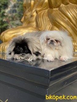 Emperyel Pekignese Orjinal Show Kalite Köpeklerimiz 3