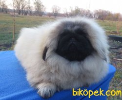 Emperyel Show Kalite Pekignese Köpeğimiz 2