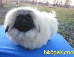 Emperyel Show Kalite Pekignese Köpeğimiz 4