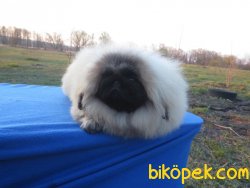 Emperyel Show Kalite Pekignese Köpeğimiz 1