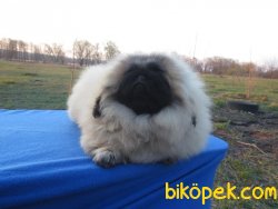 Emperyel Show Kalite Pekignese Köpeğimiz 3