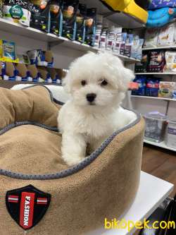 EMSALİ YOK BEMBEYAZ GERÇEK IRK GARANTİLİ TEACUP MALTESE TERİER 4