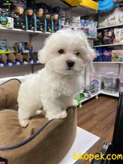EMSALİ YOK BEMBEYAZ GERÇEK IRK GARANTİLİ TEACUP MALTESE TERİER 2