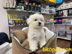 EMSALİ YOK BEMBEYAZ GERÇEK IRK GARANTİLİ TEACUP MALTESE TERİER 3