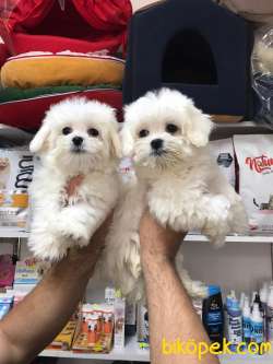 EMSALSİZ GÜZELLİKTE TEACUP MALTESE TERRİER YAVRULAR 3