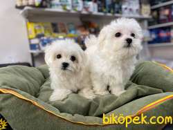 EMSALSİZ GÜZELLİKTE TEACUP MALTESE TERRİER YAVRULAR 2