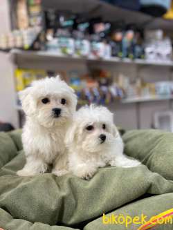 EMSALSİZ GÜZELLİKTE TEACUP MALTESE TERRİER YAVRULAR 1