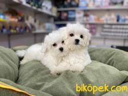 EMSALSİZ GÜZELLİKTE TEACUP MALTESE TERRİER YAVRULAR 4