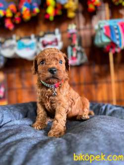 En Akıllı Apartman Köpeği A SCRLİ Toy Poodle 2