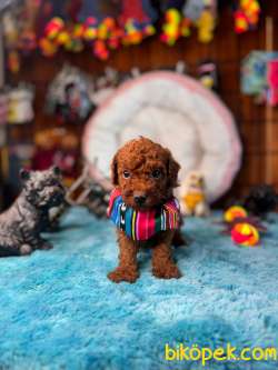 En Akıllı Apartman Köpeği A SCRLİ Toy Poodle