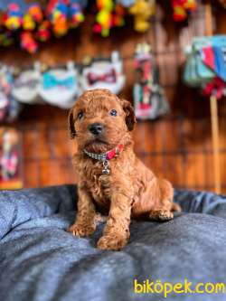 En Akıllı Apartman Köpeği A SCRLİ Toy Poodle 2