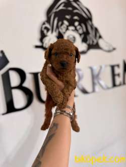 En Akıllı Apartman Köpeği A SCRLİ Toy Poodle 3