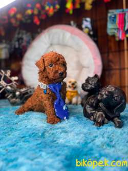 En Akıllı Apartman Köpeği A Secereli Toy Poodle Şampiyon Yavrular