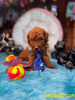 En Akıllı Apartman Köpeği A Secereli Toy Poodle Şampiyon Yavrular 2