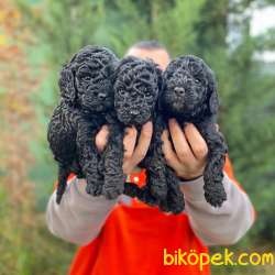 EN ASİL KÜRK RENGİYLE BLACK TOY POODLE 3